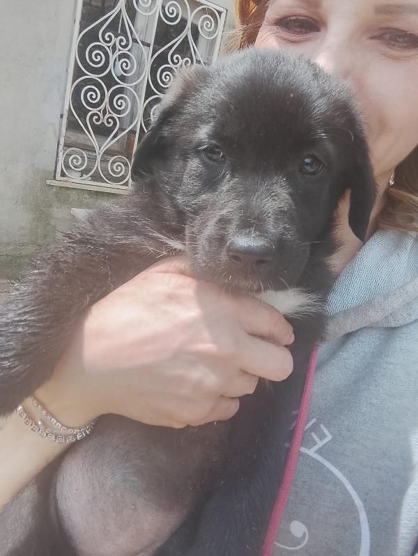 Pixel splendida dolce cucciola simil pastore cerca casa   Foto 5