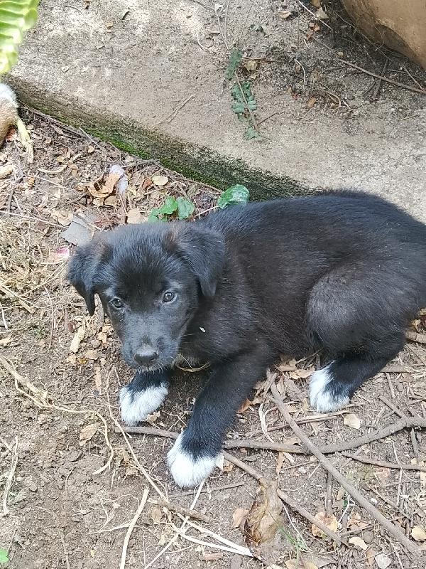 Pixel splendida dolce cucciola simil pastore cerca casa   Foto 6
