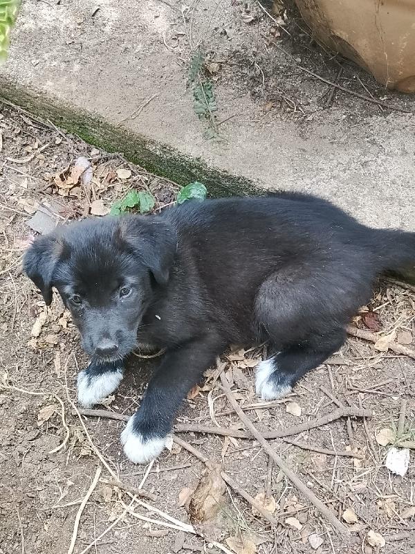 Pixel splendida dolce cucciola simil pastore cerca casa   Foto 7