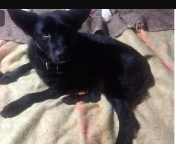 Nero,Circa 8Anni,Tg Piccola, Adozione Del Cuore. Ovada(Al)