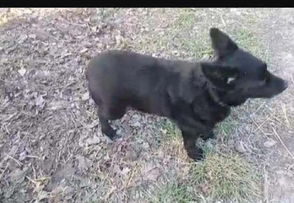 Nero,circa 8anni,tg piccola, ADOZIONE DEL CUORE. OVADA(AL) Foto 2