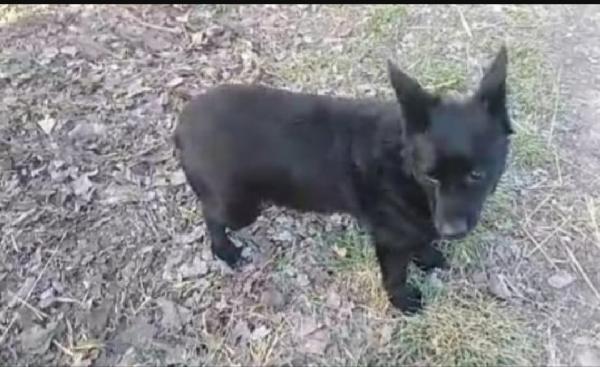 Nero,circa 8anni,tg piccola, ADOZIONE DEL CUORE. OVADA(AL) Foto 3