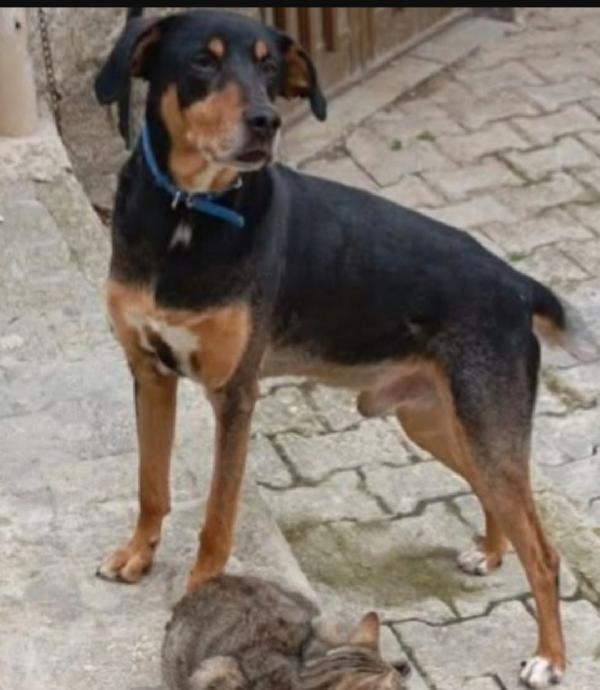 Aron VISSUTO 6ANNI IN CASA SENZA MAI USCIRE! SALVATO 1ANNO FA.. Foto 3
