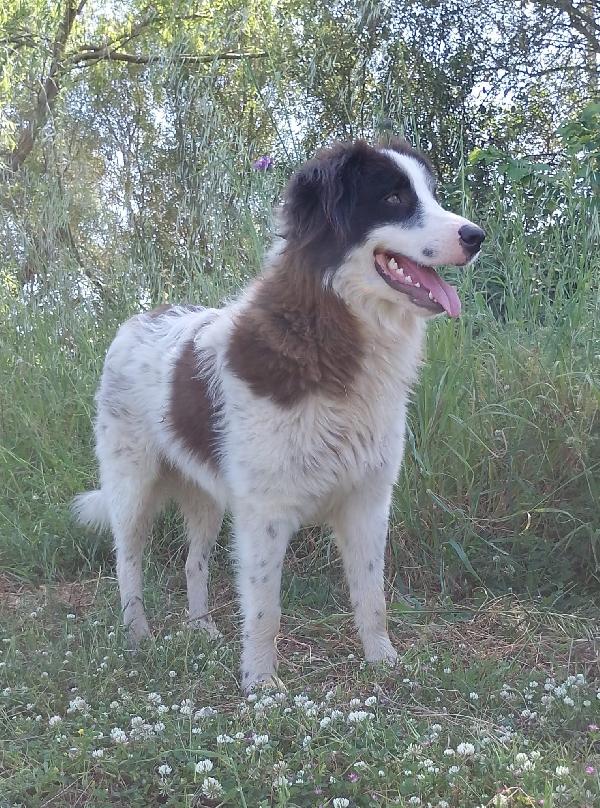 Numa Splendido Giovanotto Simil Border Collie Cerca Casa 