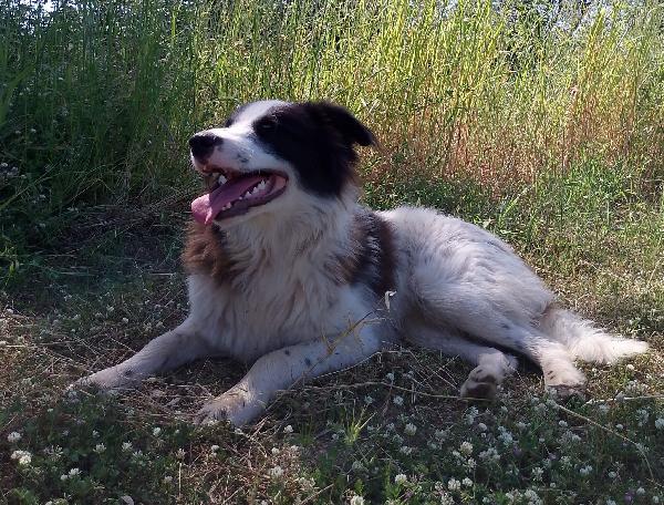 Numa splendido giovanotto simil Border Collie cerca casa  Foto 2