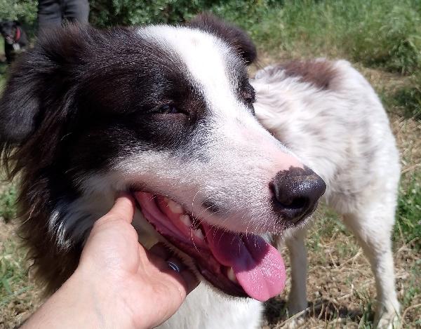 Numa splendido giovanotto simil Border Collie cerca casa  Foto 3