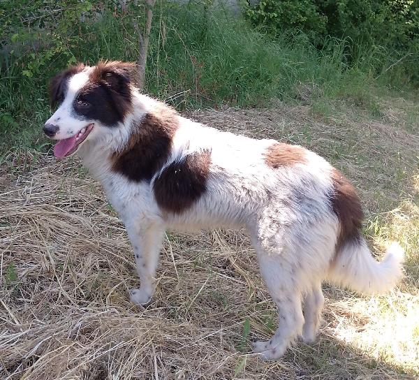 Numa splendido giovanotto simil Border Collie cerca casa  Foto 4