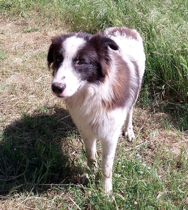 Numa splendido giovanotto simil Border Collie cerca casa  Foto 5