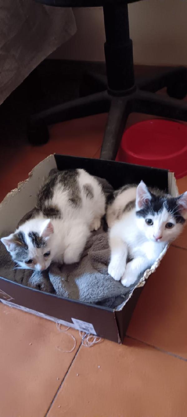 Adone&Venere, Due Micini Speciali