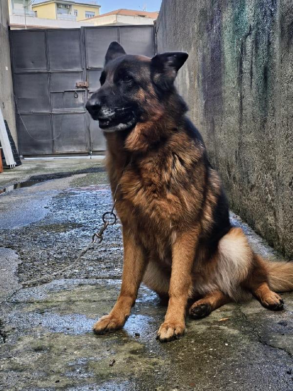 Pastore Tedesco Bellissima 5Anni Mollata Dai Padroni.messsina