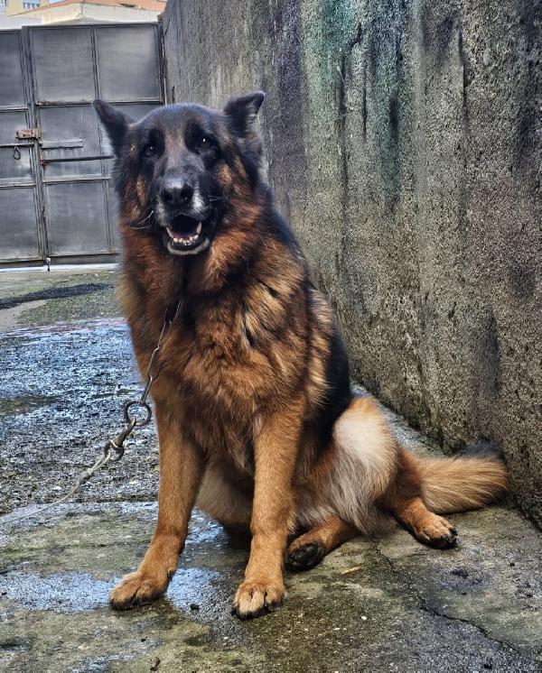 Pastore Tedesco bellissima 5anni mollata dai padroni.MESSSINA Foto 2