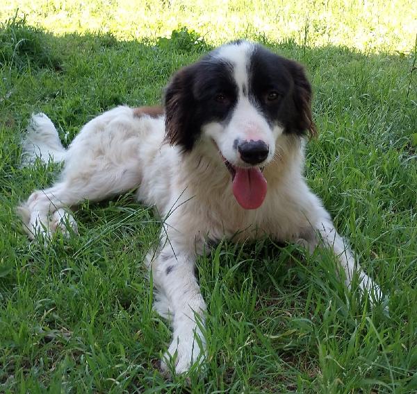 Cesar Meraviglioso Giovanotto Simil Border Collie Cerca Casa 
