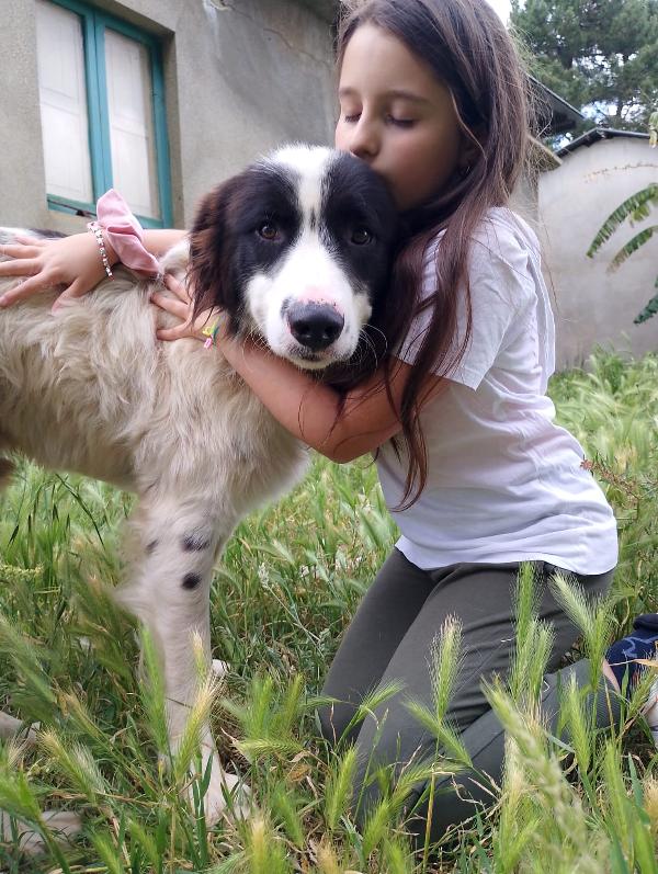 Cesar meraviglioso giovanotto simil Border Collie cerca casa  Foto 2