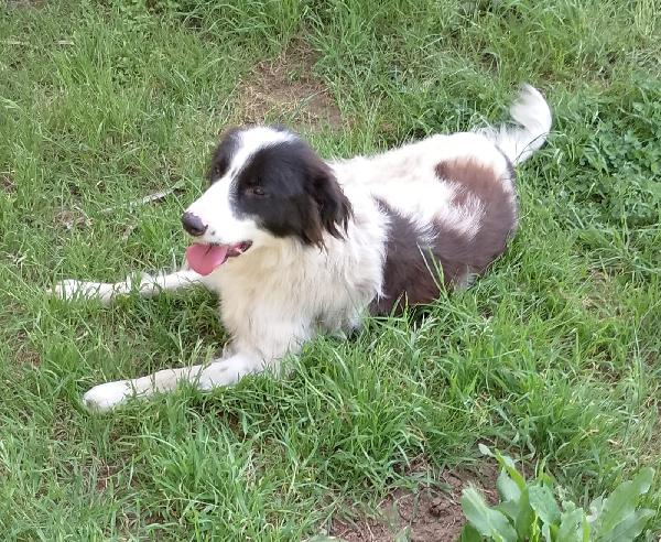 Cesar meraviglioso giovanotto simil Border Collie cerca casa  Foto 3