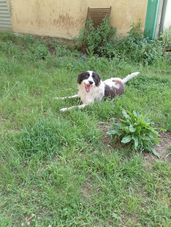Cesar meraviglioso giovanotto simil Border Collie cerca casa  Foto 4