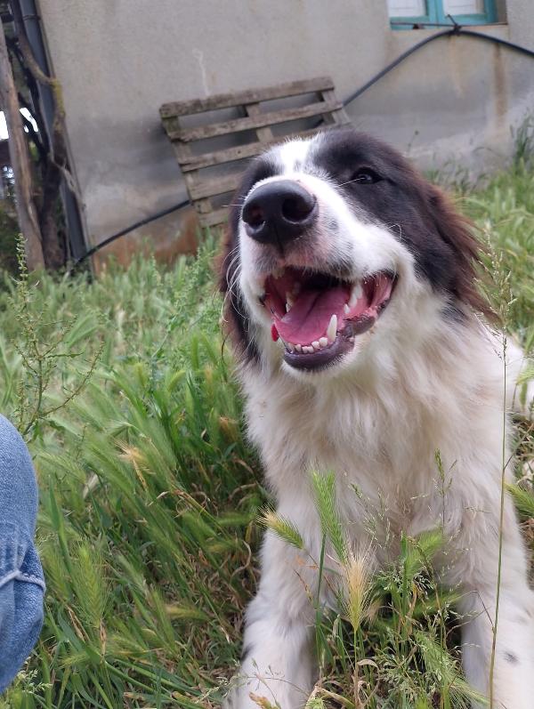 Cesar meraviglioso giovanotto simil Border Collie cerca casa  Foto 5