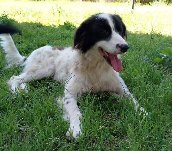 Cesar meraviglioso giovanotto simil Border Collie cerca casa  Foto 6