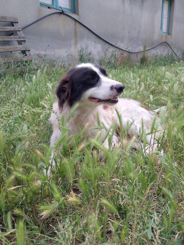 Cesar meraviglioso giovanotto simil Border Collie cerca casa  Foto 7