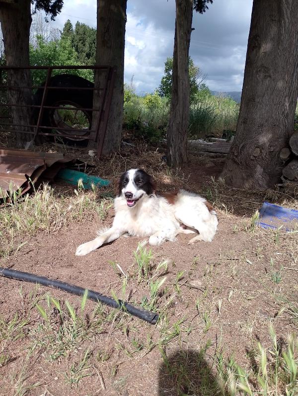 Cesar meraviglioso giovanotto simil Border Collie cerca casa  Foto 8