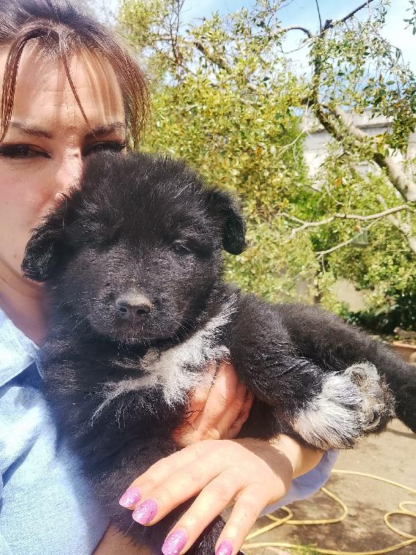 Drugo Splendido Cucciolo Simil Pastore Tedesco Nero Cerca Casa 