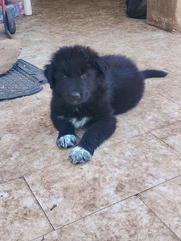 Drugo splendido cucciolo simil pastore tedesco nero cerca casa  Foto 2
