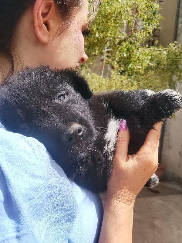 Drugo splendido cucciolo simil pastore tedesco nero cerca casa  Foto 4