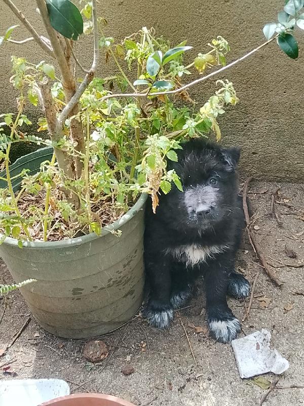 Drugo splendido cucciolo simil pastore tedesco nero cerca casa  Foto 5
