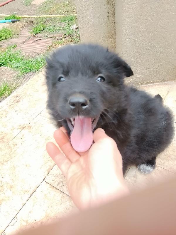 Drugo splendido cucciolo simil pastore tedesco nero cerca casa  Foto 6