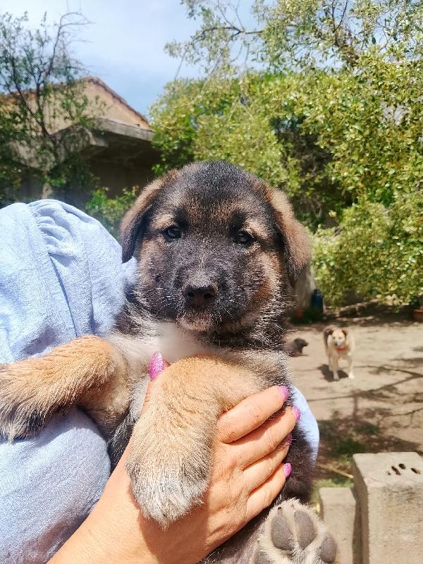 Saraby Splendida Dolce Cucciolotta Simil Pastore Cerca Casa 