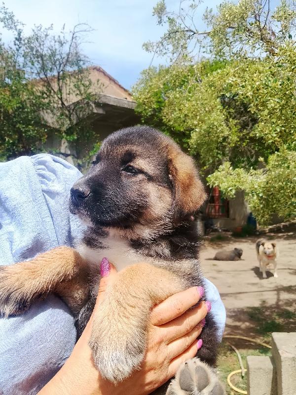 Saraby splendida dolce cucciolotta simil pastore cerca casa  Foto 2