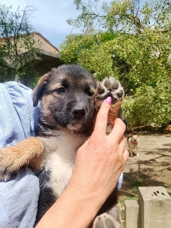 Saraby splendida dolce cucciolotta simil pastore cerca casa  Foto 3