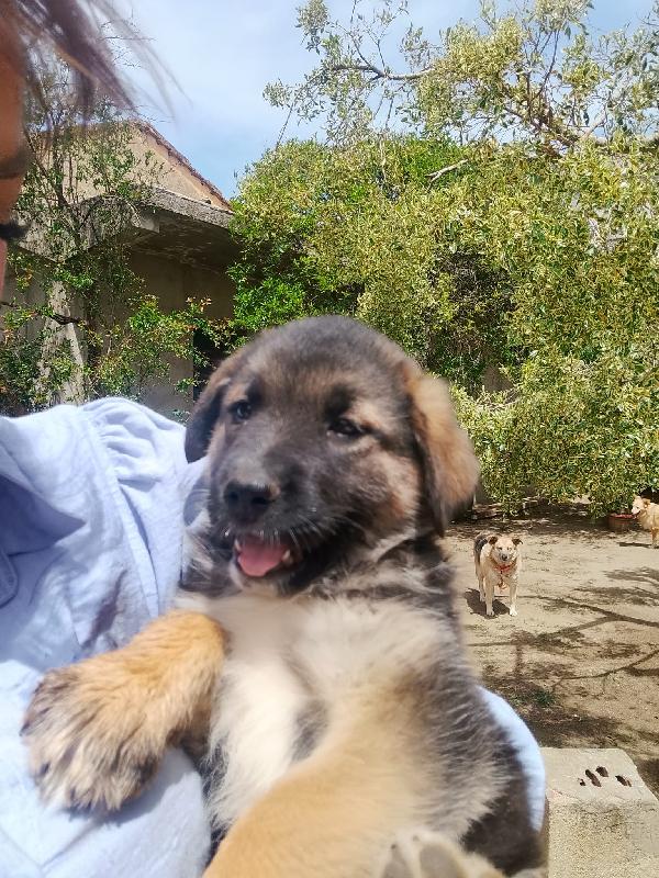 Saraby splendida dolce cucciolotta simil pastore cerca casa  Foto 4