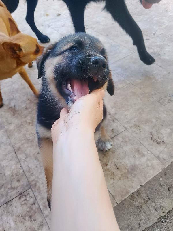 Saraby splendida dolce cucciolotta simil pastore cerca casa  Foto 5