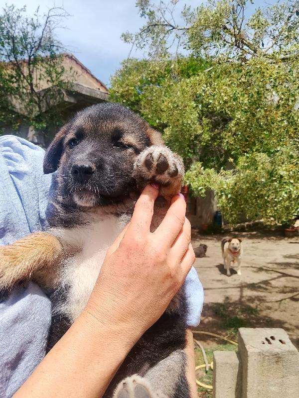 Saraby splendida dolce cucciolotta simil pastore cerca casa  Foto 6