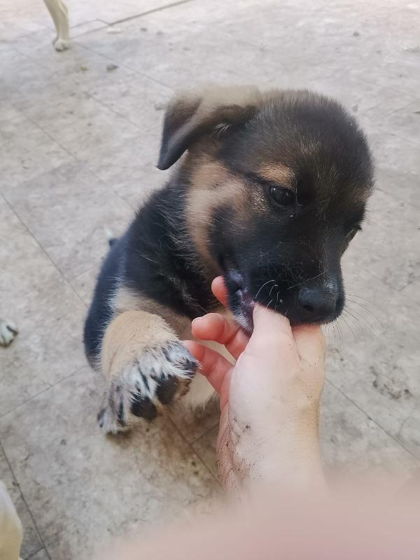 Saraby splendida dolce cucciolotta simil pastore cerca casa  Foto 7