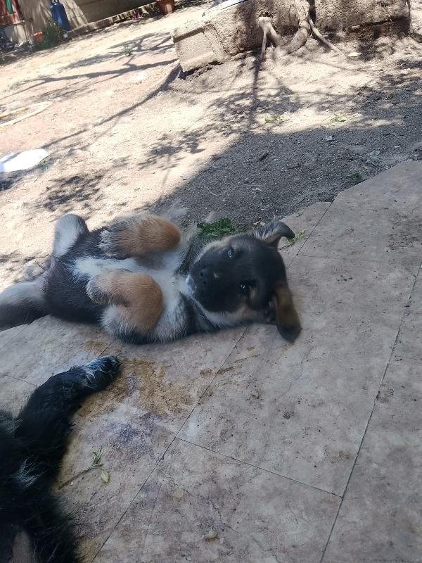 Saraby splendida dolce cucciolotta simil pastore cerca casa  Foto 8