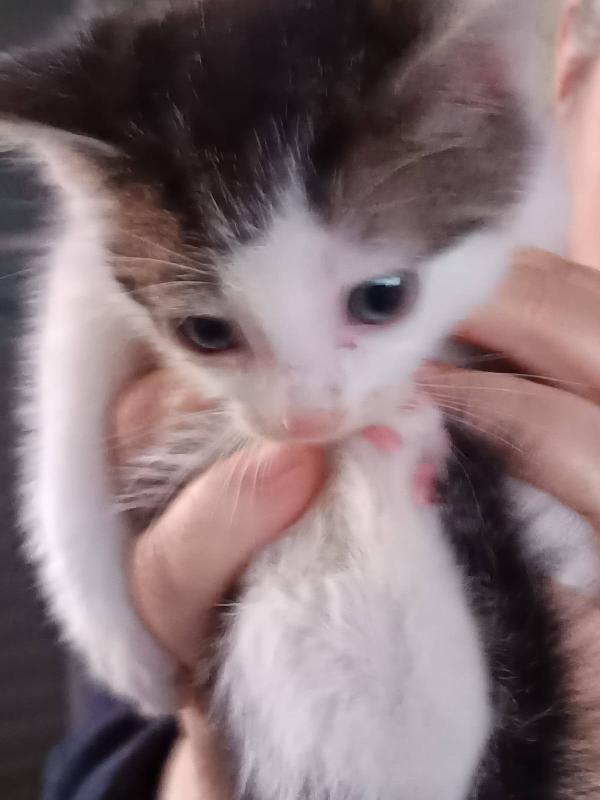 SAM e DEAN, dolci micini in adozione! Foto 3