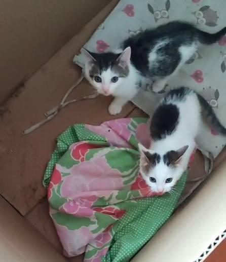 SAM e DEAN, dolci micini in adozione! Foto 6