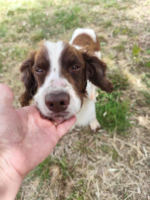 BACO breton 3 anni Foto 2