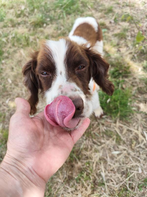 BACO breton 3 anni Foto 3