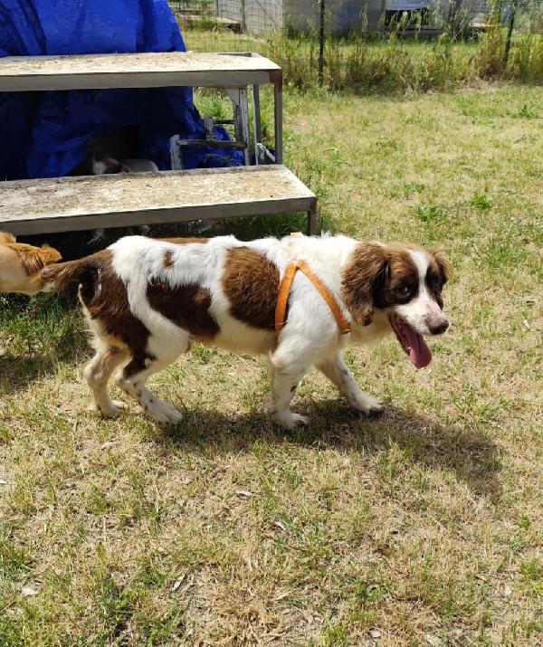 BACO breton 3 anni Foto 5