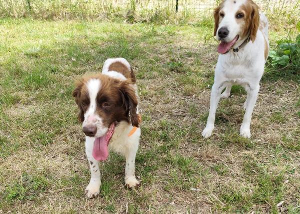 BACO breton 3 anni Foto 6