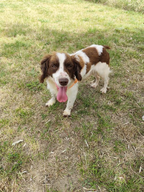 BACO breton 3 anni Foto 7