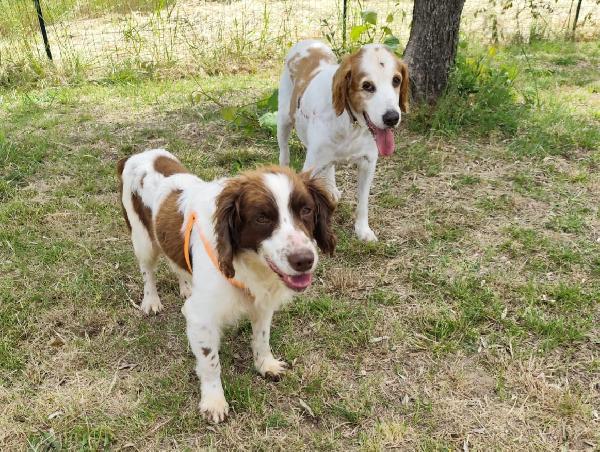 BACO breton 3 anni Foto 8