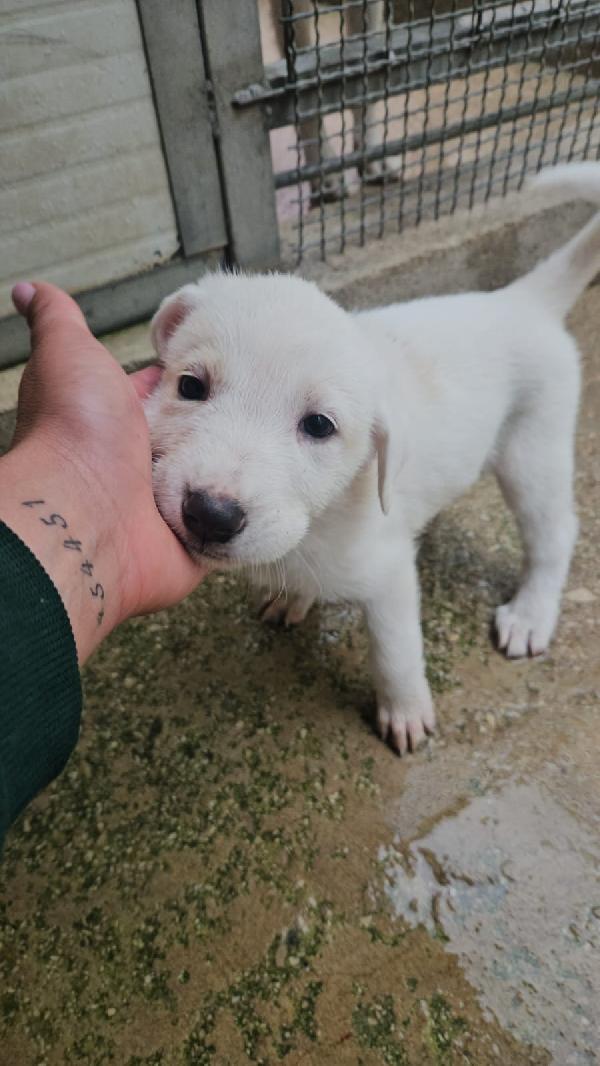 Penelope: 2 Mesi Taglia Media 