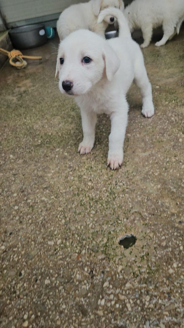 Penelope: 2 mesi taglia media  Foto 7