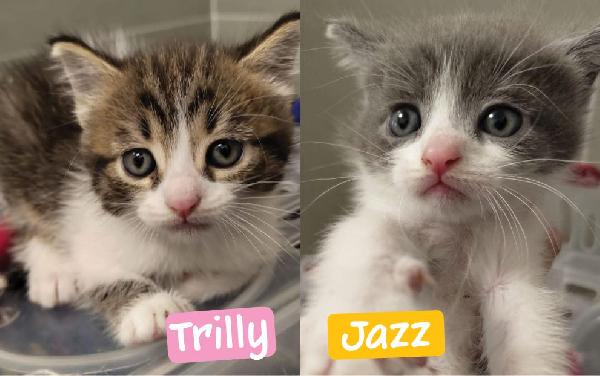 Trilly E Jazz: Micini Di 50 Gg. Cercano Famiglian