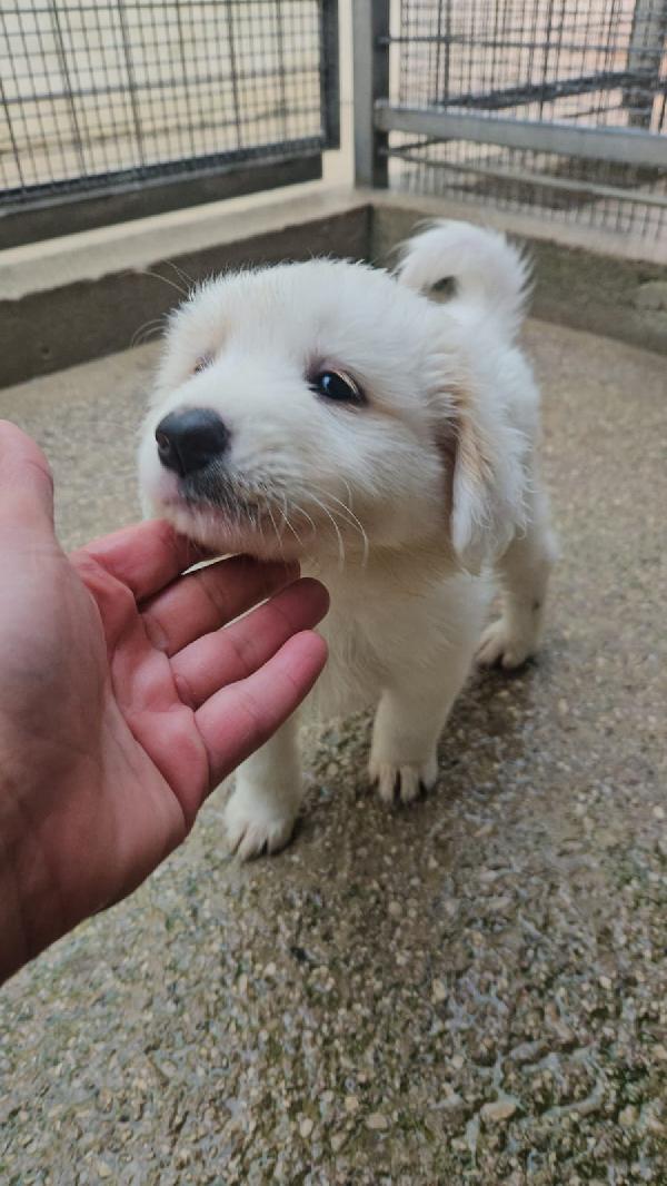 Freya splendida cucciolotta cerca casa  Foto 2