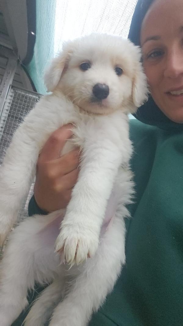 Freya splendida cucciolotta cerca casa  Foto 4