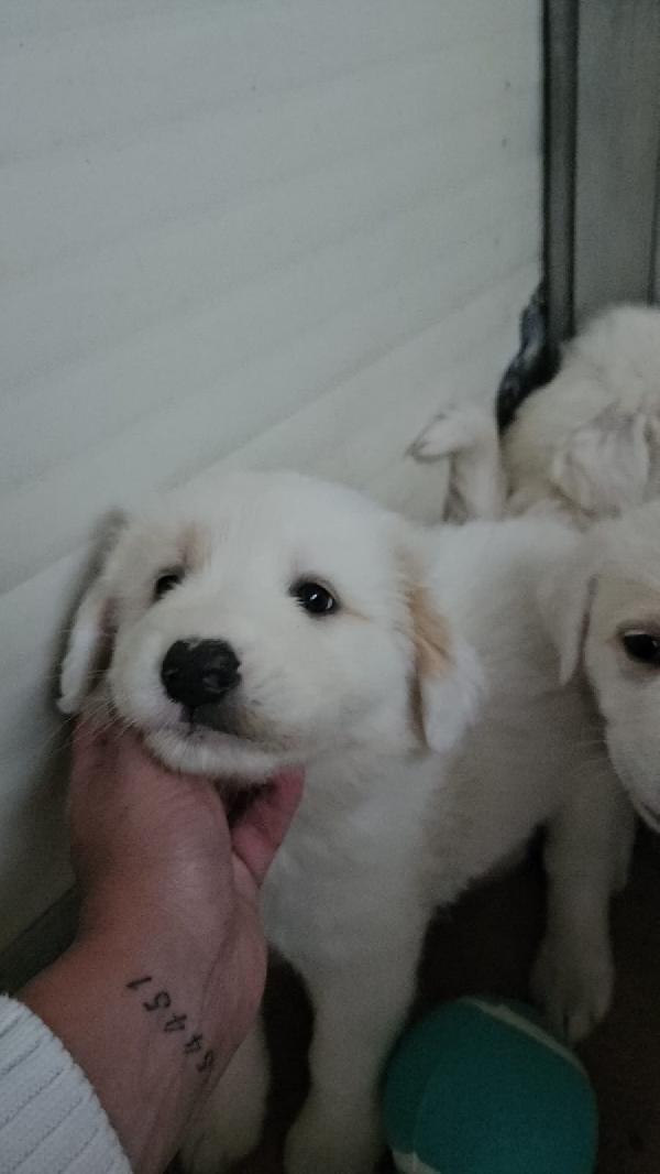 Freya splendida cucciolotta cerca casa  Foto 5